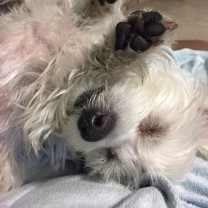 Meet your Posher, Janice